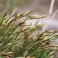 Asplenium septentrionale Italy - Stubaier Alpen