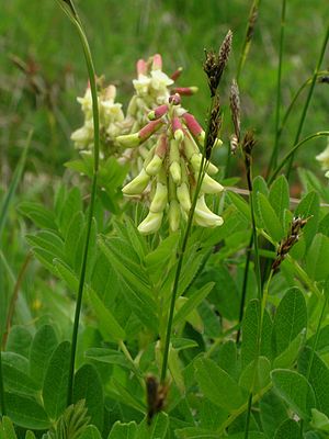 La gomme adragante des glaciers (Astragalus frigidus)