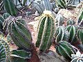 Astrophytum ornatum Vyspělé rostliny.