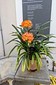 * Nomination Clivia miniata 'Salmon Sensation' at Kew Gardens --Mike Peel 04:22, 11 May 2024 (UTC) * Promotion  Support Good quality. --GoldenArtists 08:04, 11 May 2024 (UTC)