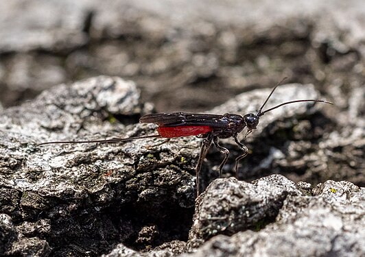 Atanycolus braconid wasp, Green-Wood Cemetery