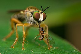 Atomosia rufipes