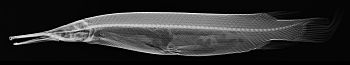 Atractosteus tropicus X-ray.jpg