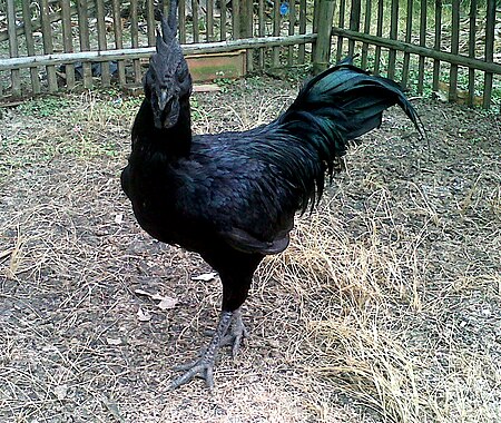 Fail:Ayam Cemani Rooster.jpg