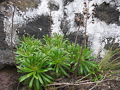 Azoriana vidalii (Habitus).jpg