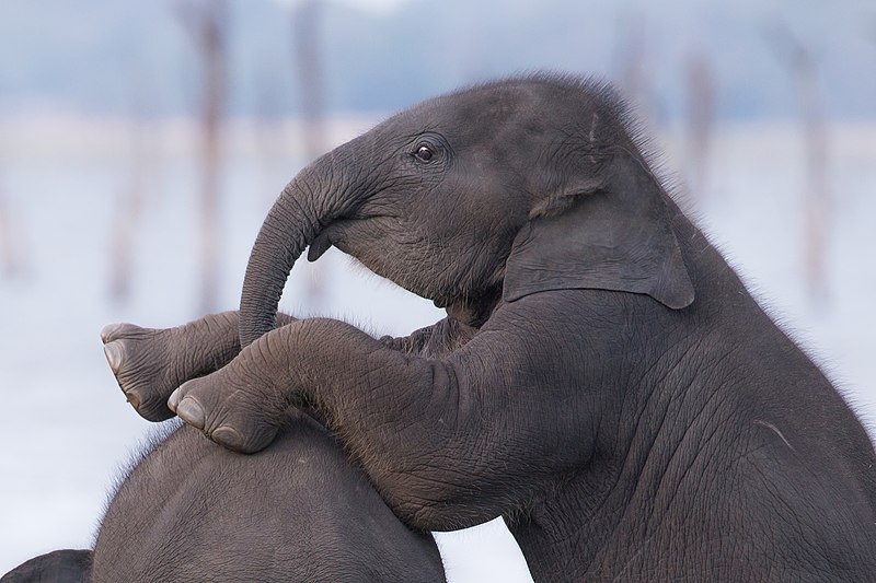 File:Baby Sri Lankan elephant (Elephas maximus maximus).jpg