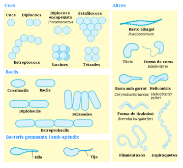 File:Bacterial morphology diagram-ca.png