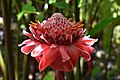 Français : Rose de porcelaine dans le jardin de Balata en Martinique.