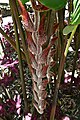 Français : Heliconia vellerigera dans le jardin de Balata en Martinique.