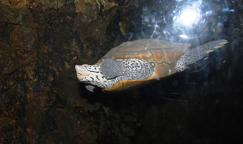 File:Baltimore Aquarium - Malaclemys terrapin.jpg