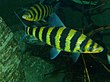 Лепорин полосатый (Leporinus fasciatus) (7124562451) .jpg