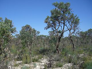 Moore River National Park Protected area in Western Australia