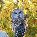 Barred Owl, Charlotte, Vermont, Oct 2022