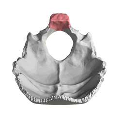 Basilar part of occipital bone14.png