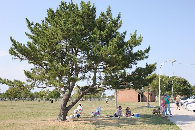 File:Bay park tree.jpg