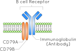 Thumbnail for B-cell receptor