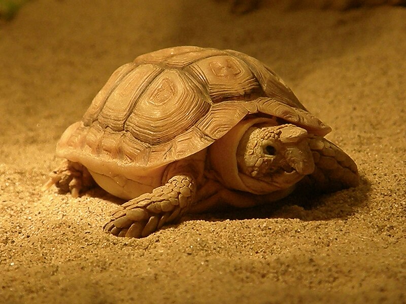 File:Beaked cape tortoise.jpg