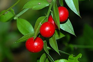 루스쿠스(Ruscus aculeatus)