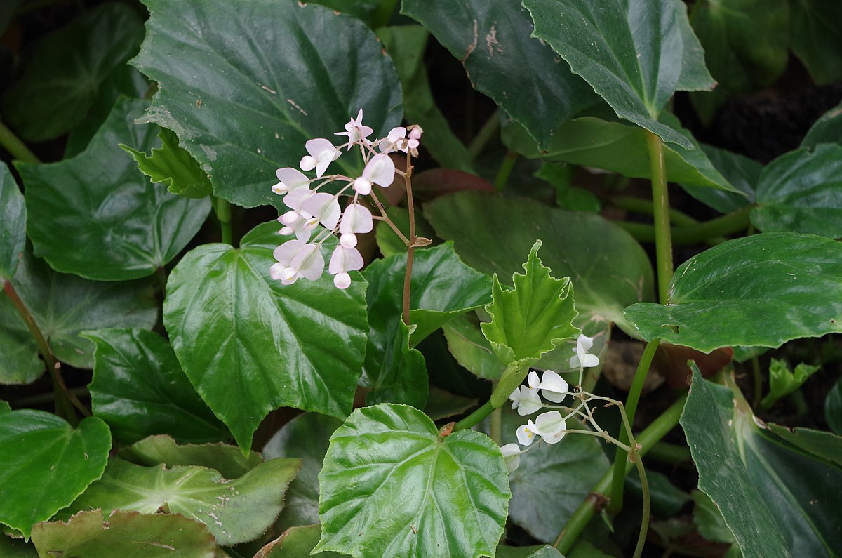 Category:Begonia convolvulacea - Wikimedia Commons