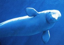 Beluga Belugawhale MMC.jpg