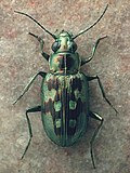 Thumbnail for Bembidion zephyrum