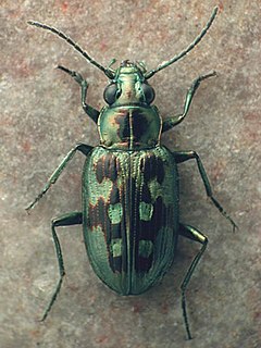 <i>Bembidion zephyrum</i> Species of beetle