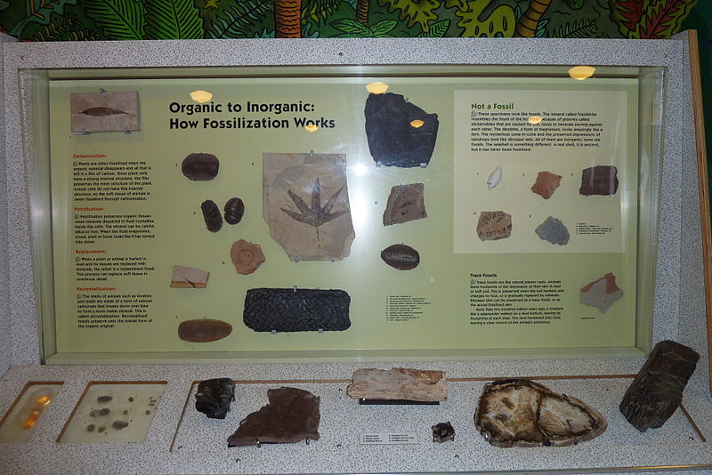 File:Berkshire Museum Fossilization Exhibit.jpg