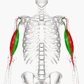 Biceps brachii muscle - animation03.gif