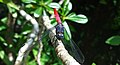 Big Red Dragonfly closeup.jpg