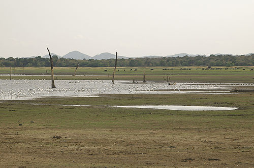 Minneriya National Park things to do in Sigiriya