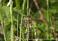 Black-tailed Skimmer (Explored) - Flickr - pete. ^hwcp.jpg