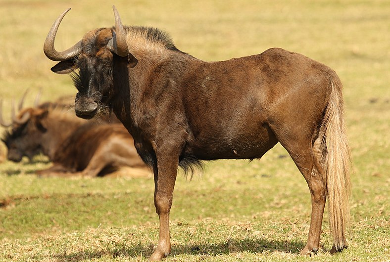 Black wildebeest, or white-tailed gnu, Connochaetes gnou at Krugersdorp Game Reserve, Gauteng, South Africa (27382911492).jpg