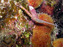 Blackpeasted Pipefish حامل تخم مرغ. jpg