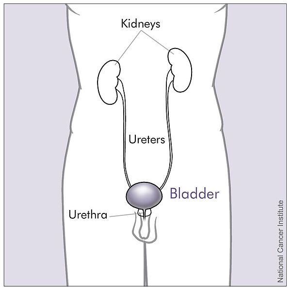 File:Bladder and nearby organs (male).jpg