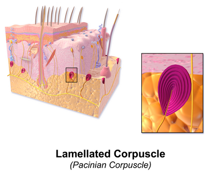 Tập_tin:Blausen_0804_Skin_LamellatedCorpuscle.png