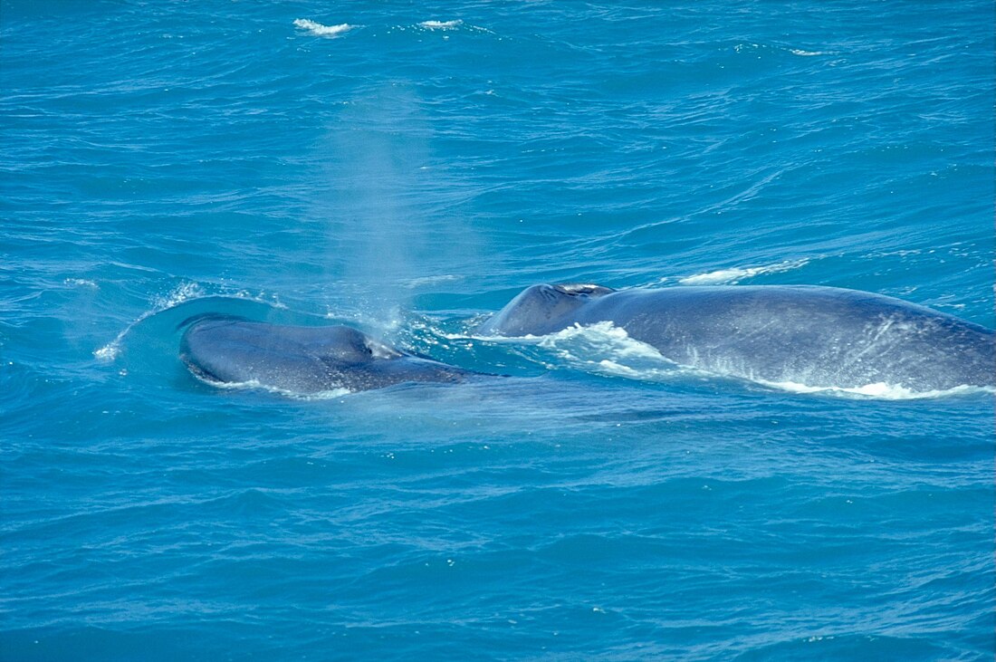 Balaenoptera