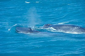 Baleia-azul com um juvenil