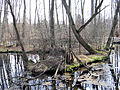 Blue Sources Nature Reserve in Tomaszow Mazowiecki - 36.jpg