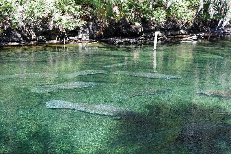 File:Blue Spring State Park (8501209286).jpg