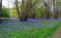 Madera de campanilla - geograph.org.uk - 1279971.jpg