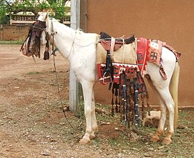 Weißes Bobo-Pferd, das für einen Hochzeitszug im Gehege der Kathedrale von Ouagadougou angeschnallt ist.