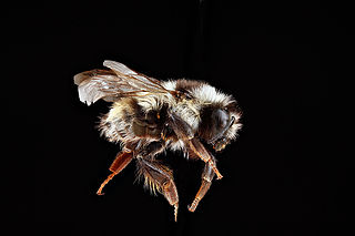 <i>Bombus vancouverensis</i>