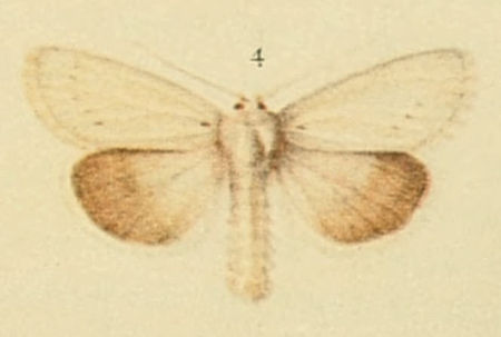 Chortodes morrisii