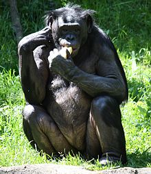 Bonobo1 CincinnatiZoo.jpg