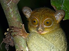 Bornean Tarsier (Cephalopachus bancanus borneanus) (8067063777).jpg