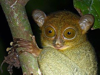 <span class="mw-page-title-main">Horsfield's tarsier</span> Species of primate
