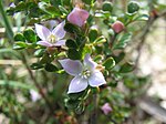 Miniatura para Boronia algida