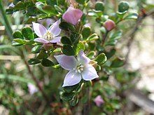 Boronia algida in Mount Buffalo National Park Boronia algida.jpg