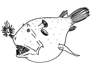 <i>Borophryne</i> Species of fish