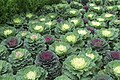 * Nomination Brassica oleracea: --Sunny365days 15:27, 3 October 2023 (UTC) * Promotion  Support Good quality. --C messier 18:45, 11 October 2023 (UTC)